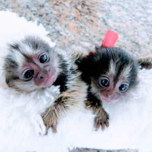 Meet your Posher, Bridget